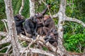 Group of Chimpanzee Pan troglodytes on mangrove Royalty Free Stock Photo