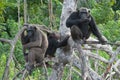 Group chimpanzee sitting on mangrove branches. Republic of the Congo. Conkouati-Douli Reserve.