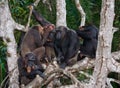 Group chimpanzee sitting on mangrove branches. Republic of the Congo. Conkouati-Douli Reserve.