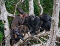 Group chimpanzee sitting on mangrove branches. Republic of the Congo. Conkouati-Douli Reserve.