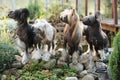 Group of Chinese Crested Dog in the garden