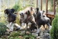 Group of Chinese Crested Dog in the garden