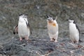 A group of Chinstrap penguins staring towards a noisy, screaming, friend. Royalty Free Stock Photo