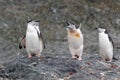 A group of Chinstrap penguins staring towards a noisy, screaming, friend.