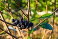 A group of chokeberries on a branch. Aronia berries