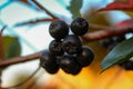 A group of chokeberries on a branch. Aronia berries