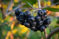 A group of chokeberries on a branch. Aronia berries