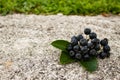 A group of chokeberry berries with three leaves on the concrete. Aronia berries