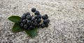 A group of chokeberry berries with three leaves on the concrete. Aronia berries