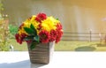 group of chrysanthemum flower red and yellow blooming in ceramic vase on table. pretty gift bouquet flora blossom