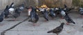 Group of city pigeons eating bread on polluted pavement