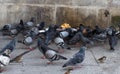 Pigeons eating bread on the pavement, fighting with sparrow birds