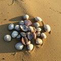 A group of clam shells scattered on a sandy surface, illuminated by sunlight. The Royalty Free Stock Photo