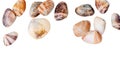 The group of clam shells are scattered on a white background Royalty Free Stock Photo
