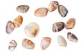 The group of clam shells are scattered on a white background Royalty Free Stock Photo