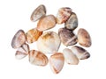 The group of clam shells are scattered on a white background Royalty Free Stock Photo