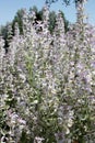 Group of clary sage floral spikes with petals in light lavender and white