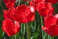 Group and close up of dark red vinous fringed beautiful tulips growing in garden