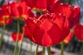 Group and close up of dark red vinous fringed beautiful tulips growing in garden