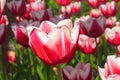 Group and close up of red white lily-flowered single beautiful tulips Royalty Free Stock Photo