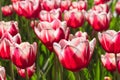 Group and close up of red white lily-flowered single beautiful tulips Royalty Free Stock Photo