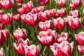 Group and close up of red white lily-flowered single beautiful tulips Royalty Free Stock Photo