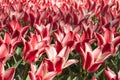 Group and close up of red white lily-flowered single beautiful tulips Royalty Free Stock Photo