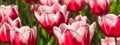 Group and close up of red white lily-flowered single beautiful tulips growing Royalty Free Stock Photo