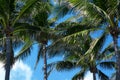 Group of close up tall coconut palm trees over sunny blue sky in