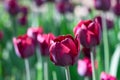 Group and close up of vinous purple single beautiful tulips