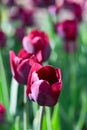 Group and close up of vinous purple single beautiful tulips