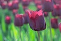 Group and close up of vinous purple single beautiful tulips