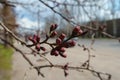 Group of closed flower buds of apricot tree in April Royalty Free Stock Photo