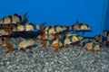 Group of Clown Loaches Royalty Free Stock Photo