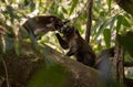 A Group of Coatis in the Jungle