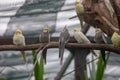 Group of Cockatiels