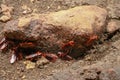 A group of cockroaches around a stone.. Close up view of cockroach on wall its six legs, wings and two antenna on head, brown