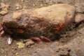 A group of cockroaches around a stone.. Close up view of cockroach on wall its six legs, wings and two antenna on head, brown