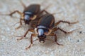 Group of cockroaches crawling on the floor Royalty Free Stock Photo