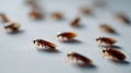 A group of cockroaches crawling on a white surface Royalty Free Stock Photo