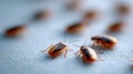A group of cockroaches crawling on a white surface Royalty Free Stock Photo