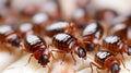 Group of Cockroaches Crawling on White Surface Royalty Free Stock Photo