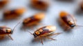 A group of cockroaches crawling on a white surface Royalty Free Stock Photo