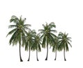 Group of coconut palm tree growing up in the garden isolated on white. Royalty Free Stock Photo