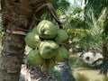 A group of coconut on tree farm