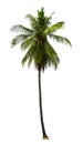 Single coconut tree growing up on seabeach ingredients of thai food or drinks isolated on white background Royalty Free Stock Photo