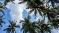 Coconut Tree Silhouette Landscape Background with under white clouds during daytime