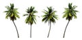 Group of coconut trees growing up on seabeach ingredients of thai food or drinks isolated on white background.