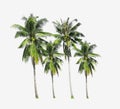 Group of coconut palm trees growing up on the sea beach at Phuket Island south of Thailand isolated on white background. Royalty Free Stock Photo