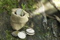 Group of coin stack in mini sack and plant glowing in saving coins in the garden background.